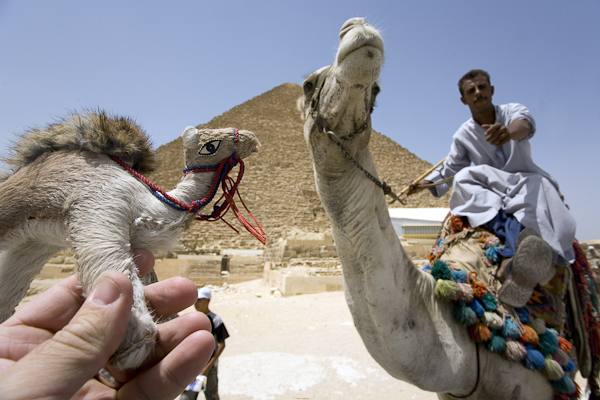 The camel narrative battle